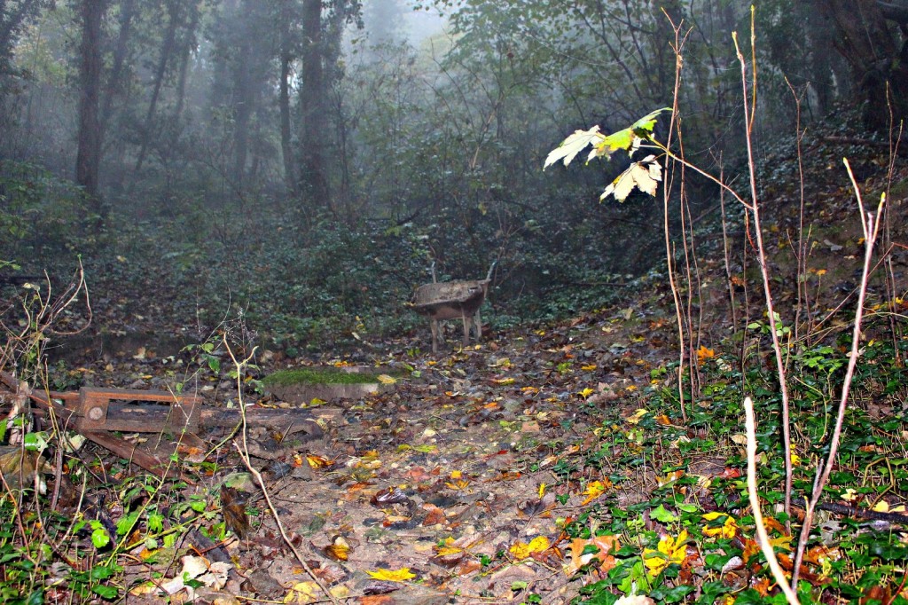 foret desenchantée