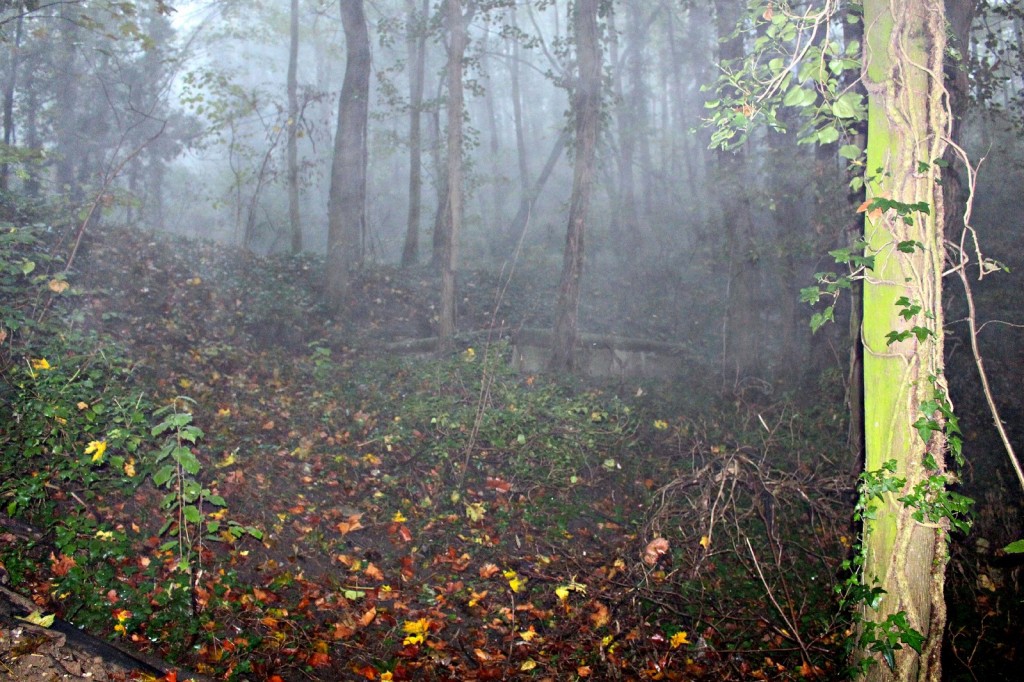 foret desenchantée