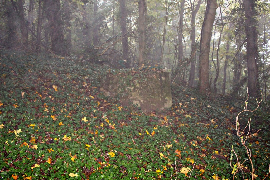 foret desenchantée